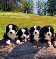 My Kennel